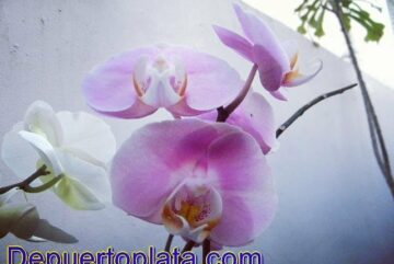 orquidea