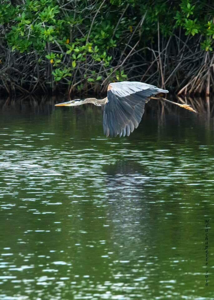 Garza Gris en los manglares de Estero Hondo