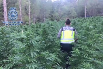 La Policía Nacional detiene a 3.695 personas y desmantela más de 800 plantaciones de marihuana