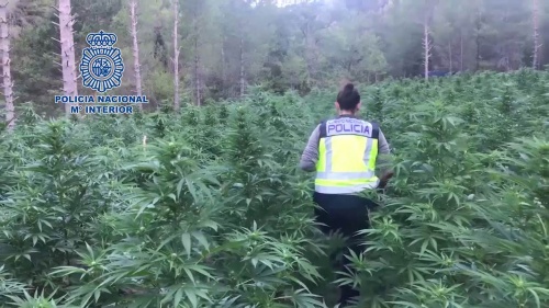 La Policía Nacional detiene a 3.695 personas y desmantela más de 800 plantaciones de marihuana