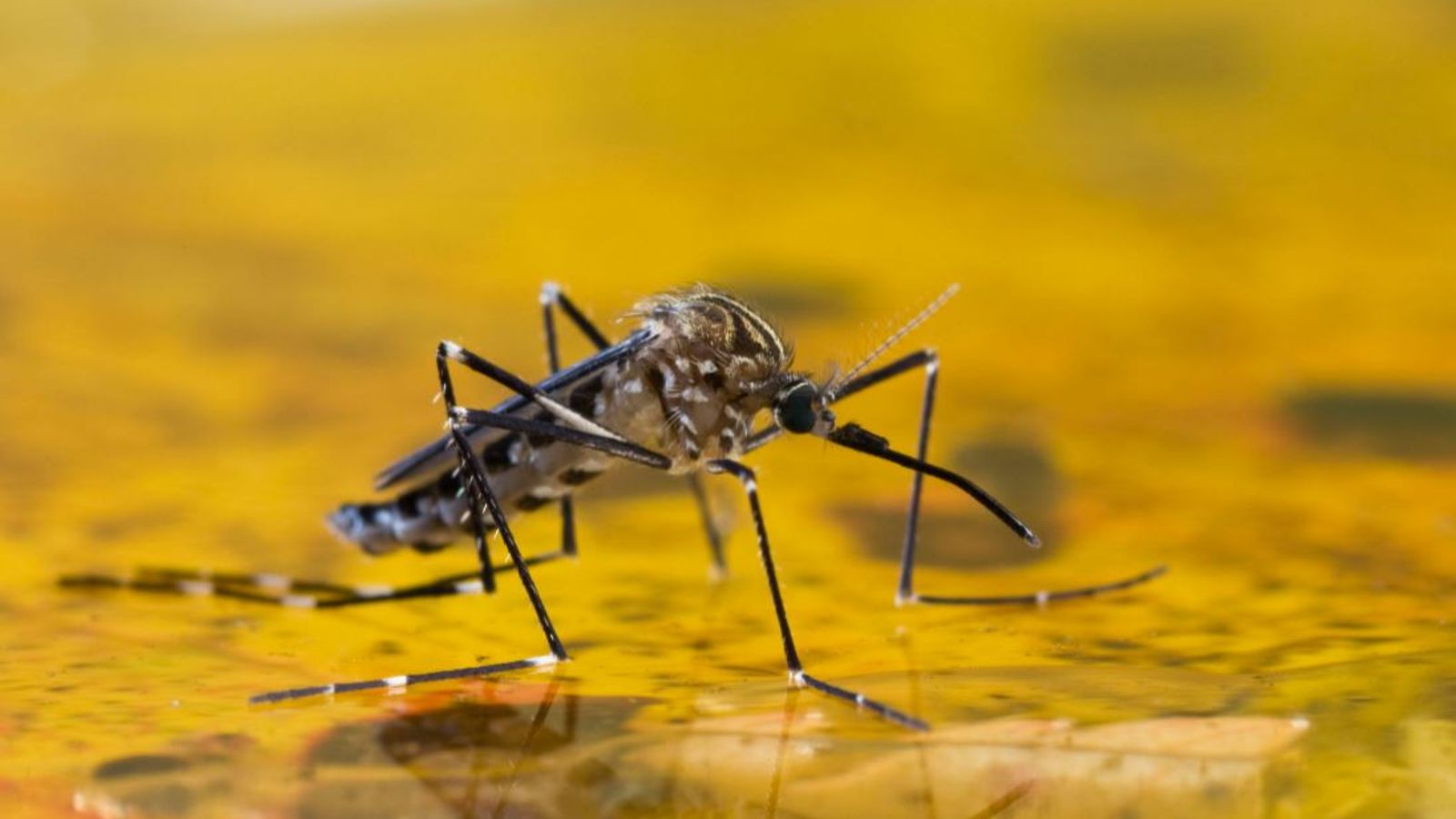La vacuna contra la malaria de Oxford podría estar lista para 2024