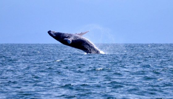 Arranca la temporada de ballenas 2021 y estas son las regulaciones por COVID-19