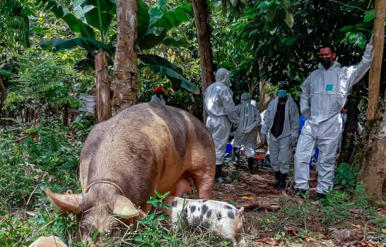 Desde el sector porcicultor nacional y el propio Gobierno se insistió ayer en que la peste porcina africana, detectada en zonas de 11 provincias del país