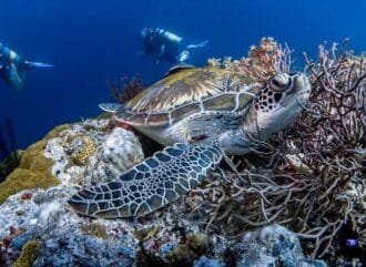 Día Mundial de las Tortugas 2022