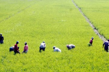 Agricultores en un campo de arroz en el Cibao, una región productora de este cereal. (DIARIO LIBRE/ANEUDY TAVAREZ)