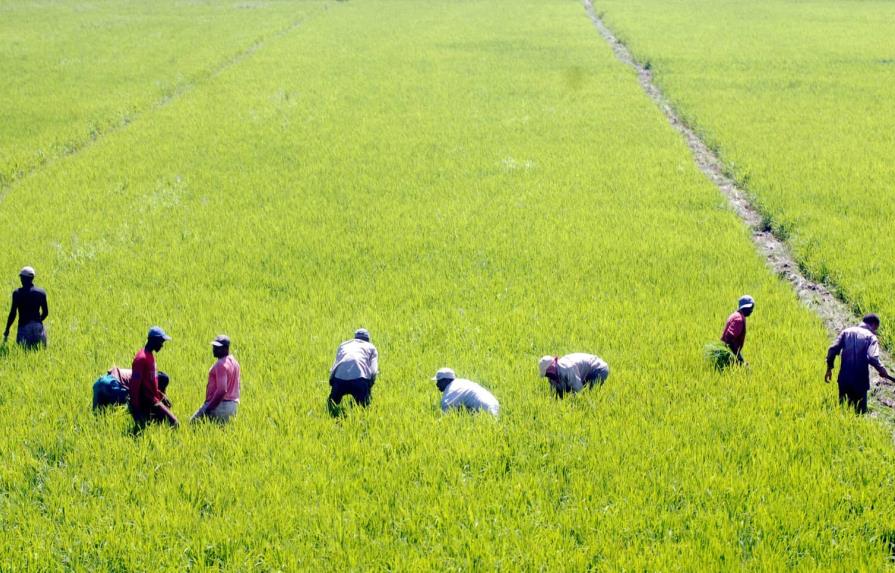 Agricultores en un campo de arroz en el Cibao, una región productora de este cereal. (DIARIO LIBRE/ANEUDY TAVAREZ)