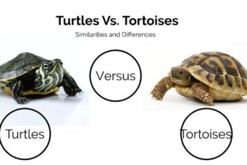 La vida acuática: Jicoteas y tortugas en su hábitat natural