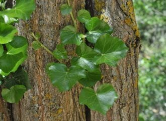 Las plantas de exteriores más resistentes y fáciles de cuidar