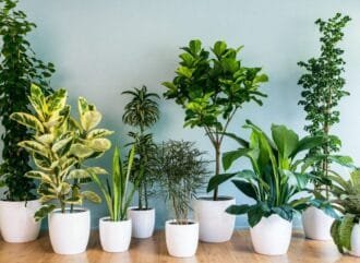 Recomiéndame plantas para tener en interior y con poca luz natural