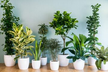 Recomiéndame plantas para tener en interior y con poca luz natural