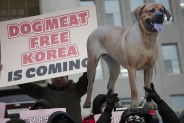Corea del Sur prohíbe la venta de carne de perro