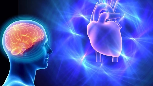 Vínculo entre el cerebro y el corazón impacta directamente en la salud