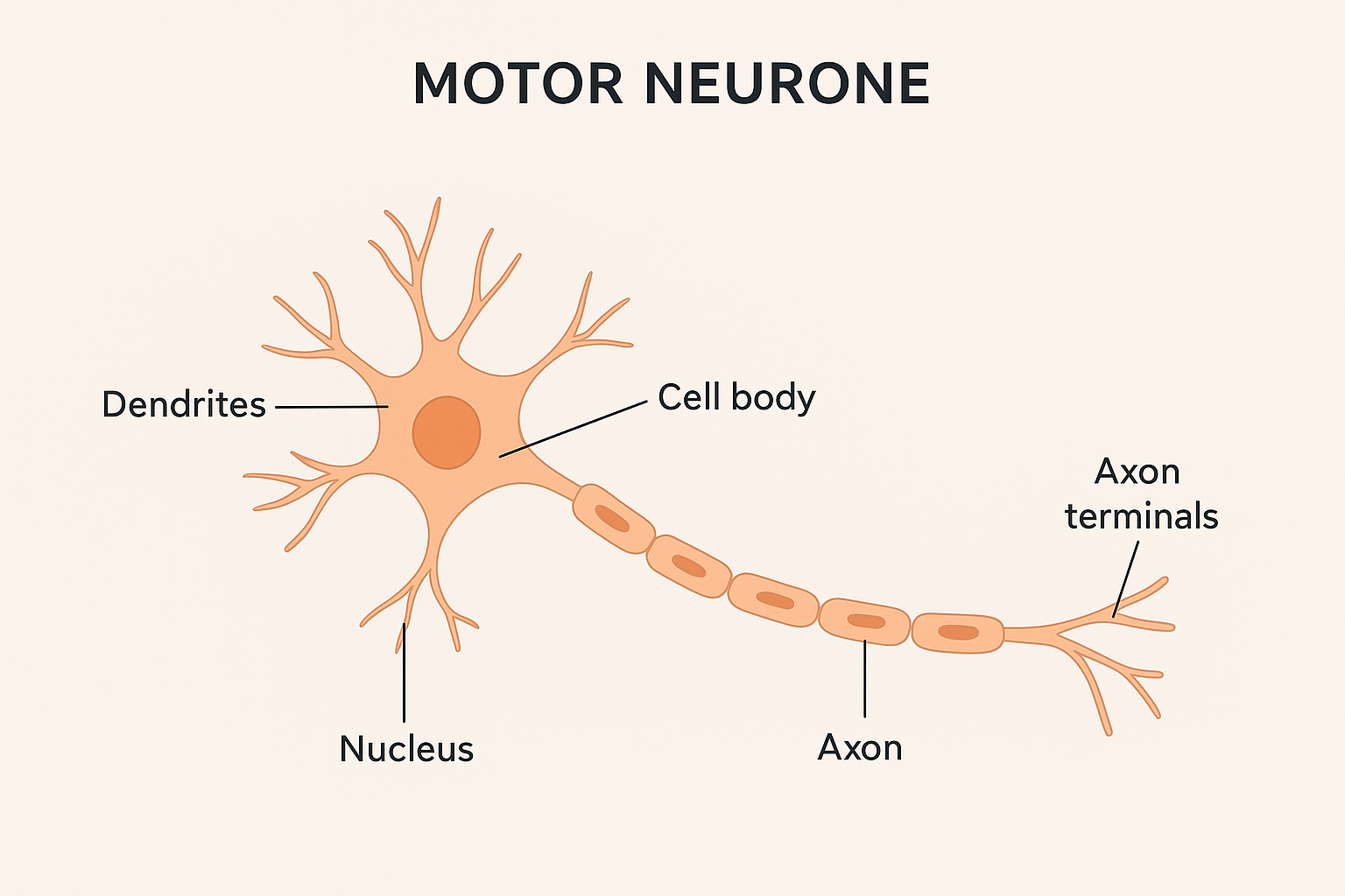 Reflexión de JKG: Tratamiento y actitud frente a la ELA